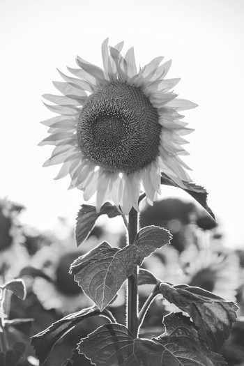 Grayscale flower