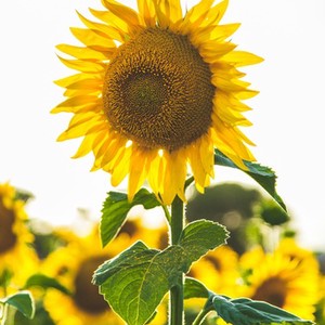 Thumbnail flower 300x300